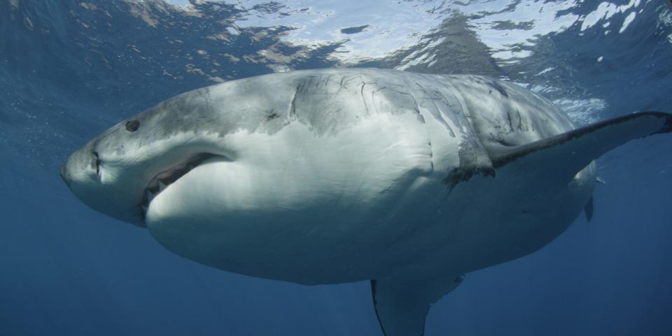 A large Great white shark cruises past the underwater cameraman at Guadalupe Island off the coast of Mexico.  The clear waters off the island allow sharks and potential prey to see each other more clearly.