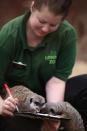 A zookeeper poses with meerkats during London Zoo's annual stocktake of animals on January 3, 2013 in London, England. (Photo by Dan Kitwood/Getty Images)