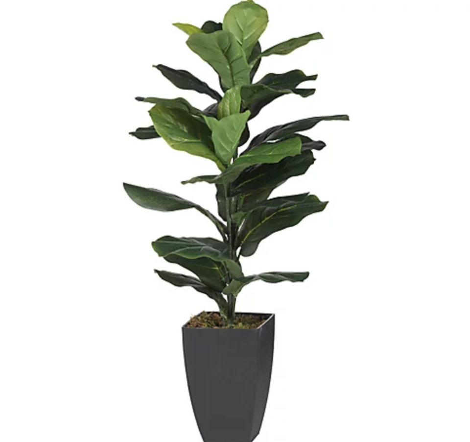 Fiddle leaf fig