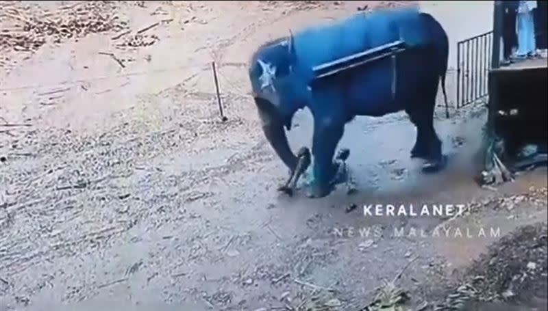 印度喀拉拉邦一處私人野生動物中心發生大象傷人意外，訓象師遭大象活活踩死。（圖／翻攝畫面）