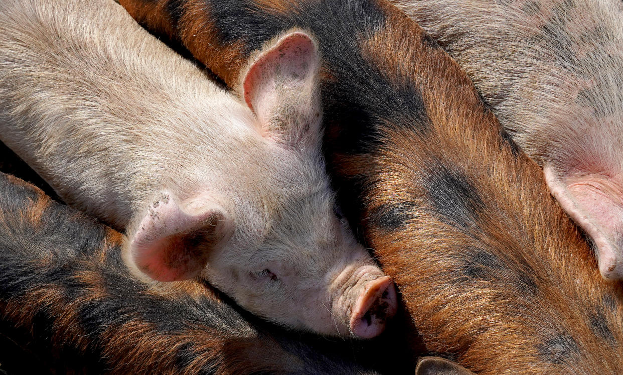 Surplus pigs means farms have to spend more money on feed as well as pay fines charged by processors for pigs that are too fat. Photo: Getty Images