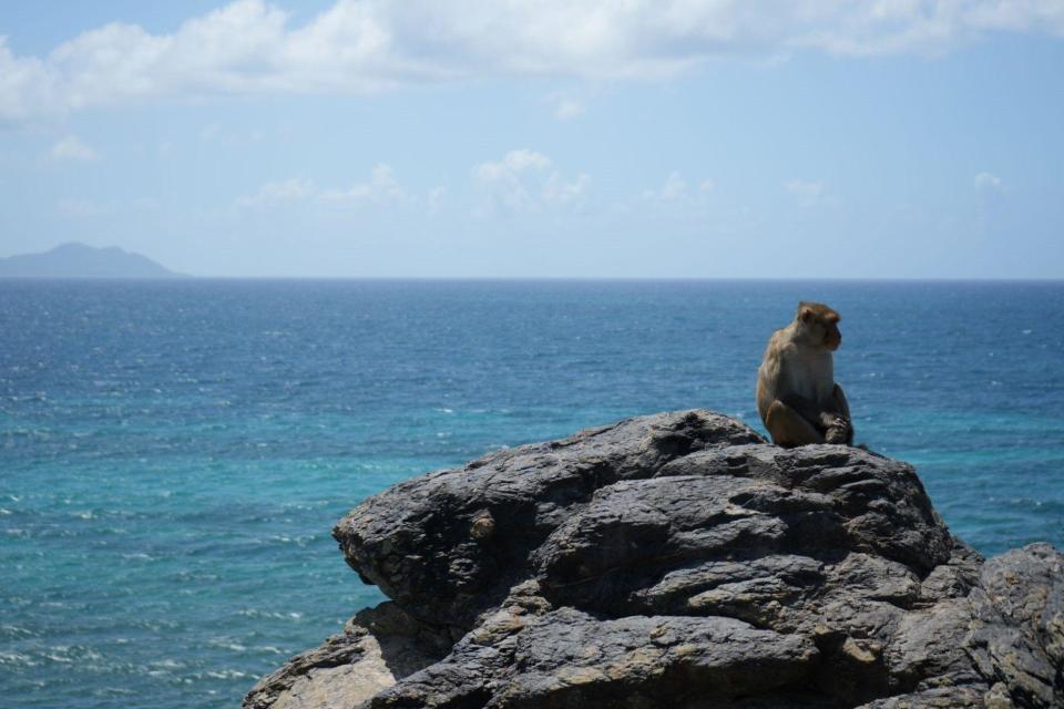 Mono sobre una piedra en Cayo Santiago