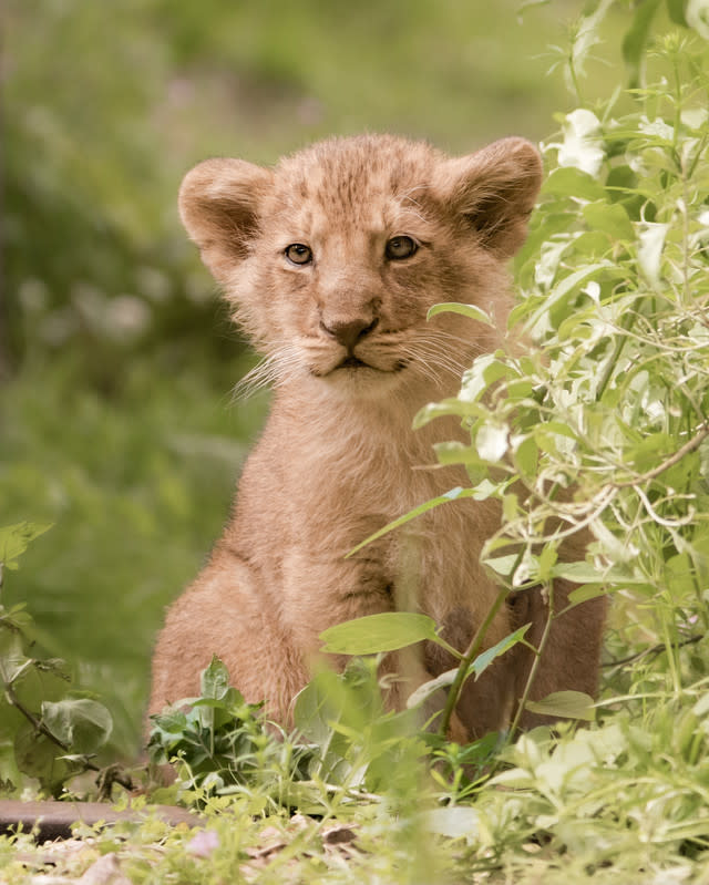 Adorable lion cubs receive first health check