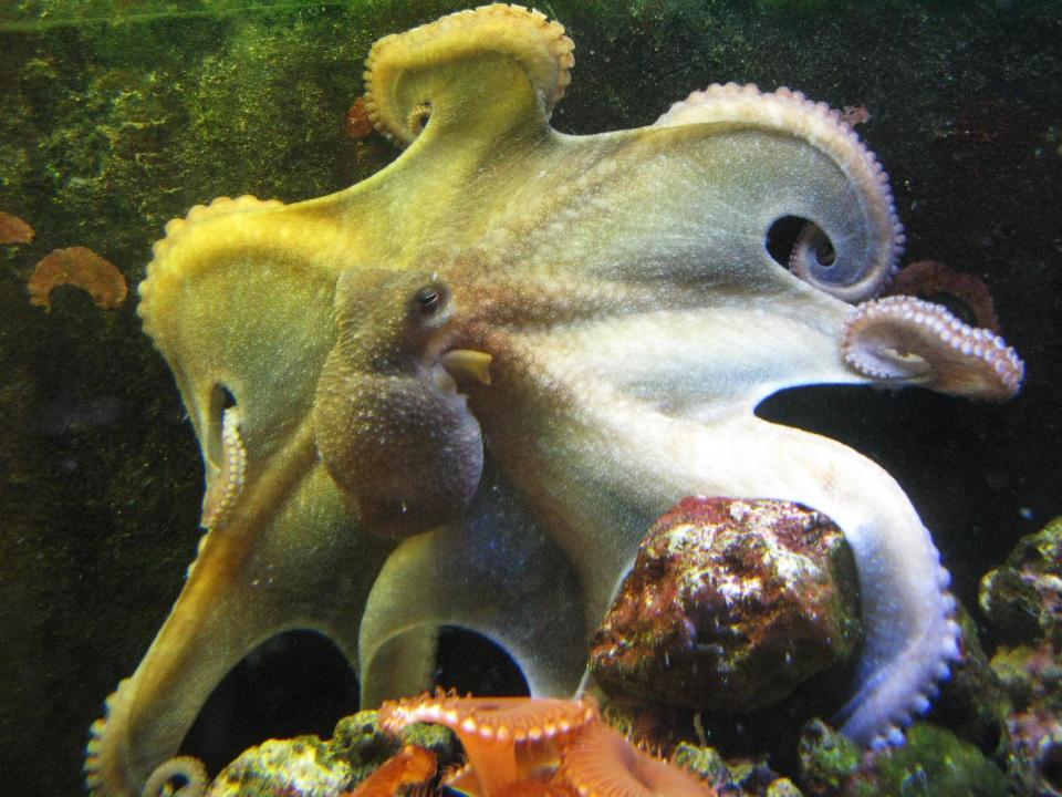 This undated photo provided by TONMO.com shows Mama Cass, a tank born female Octopus briareus, 8 months old, displaying the magnificent web of this species. Denise Whatley of Atlanta, Georgia, teaches her octopuses that if they come to one corner of the tank, they’ll get attention, and if they go to another spot, she’ll take her hand out of the tank. (AP Photo/TONMO.com, D Whatley)