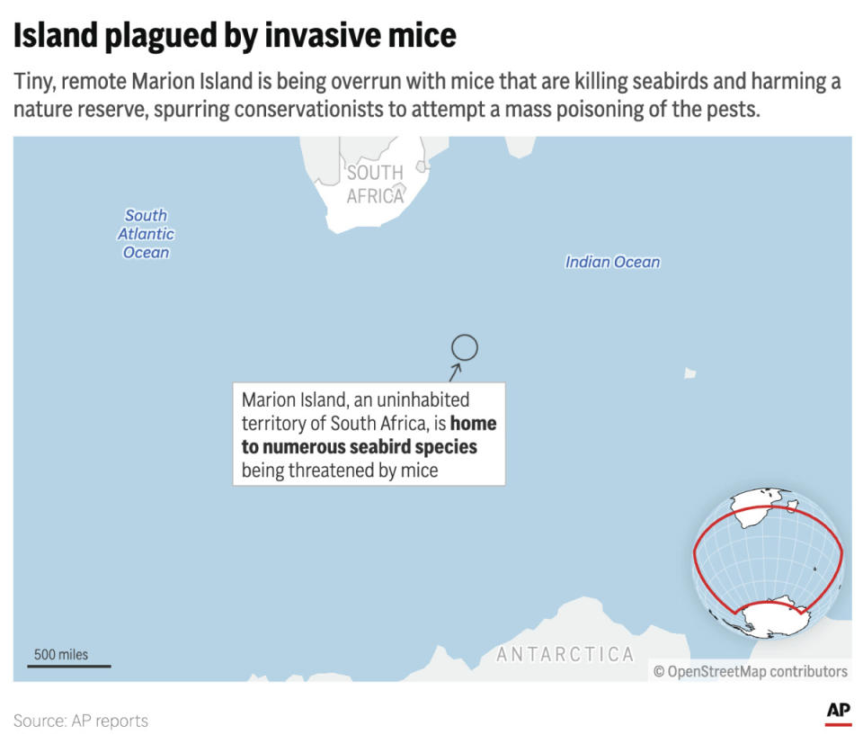 An invasion of mice is threatening seabirds on a remote island in the Indian Ocean. (AP Graphic)