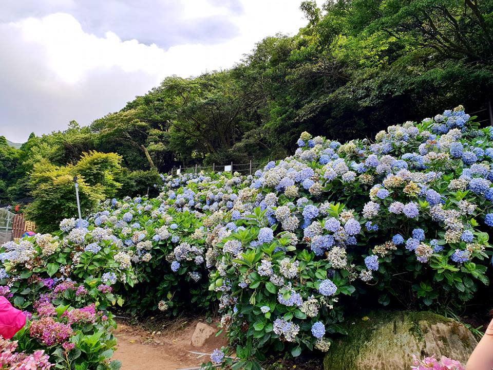 又來到一年一度的竹子湖繡球花季。   圖：翻攝高家繡球花田官網