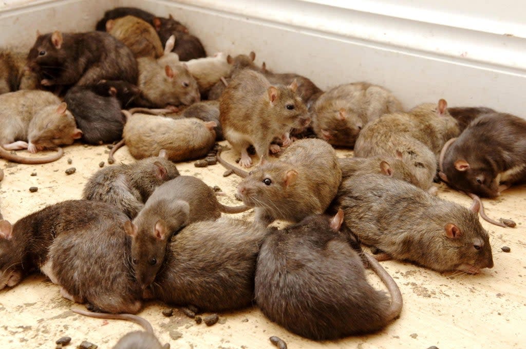 Stock image of rats  (PA Archive)