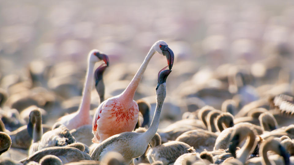 The volcanic flamingos of Lake Natron in A Perfect Planet. (Still courtesy of BBC)