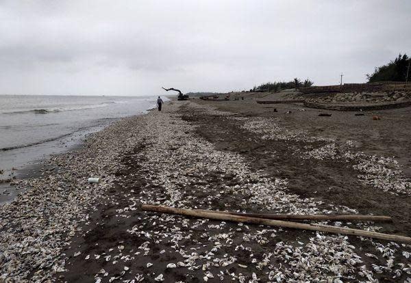 受到西南氣流影響，附近蚵農養殖的牡蠣遭到海水打上岸。（李進添提供）
