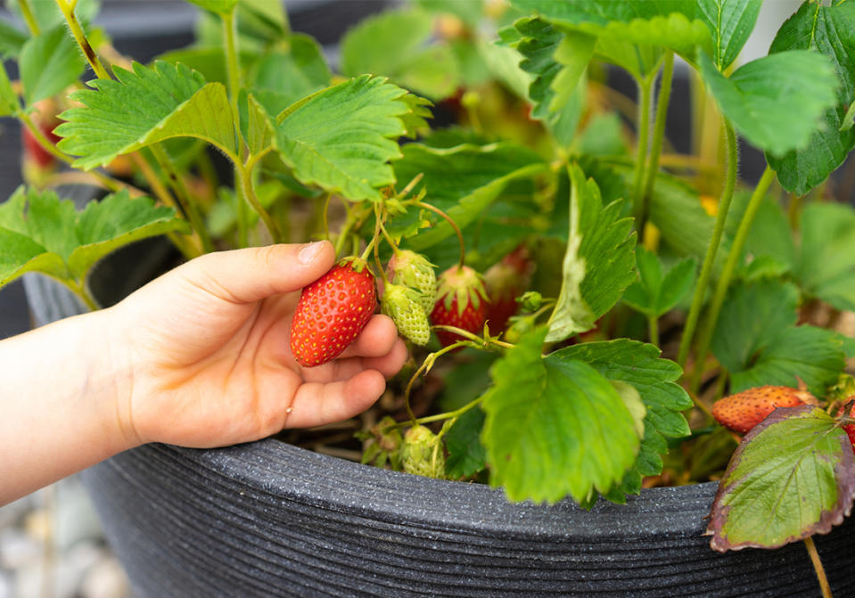 Comment planter un pied de fraisier en pot ?