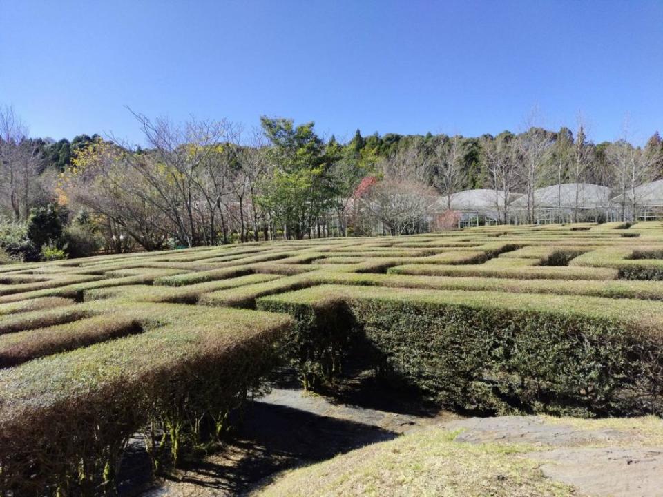 梅峰農場內的綠籬迷宮。