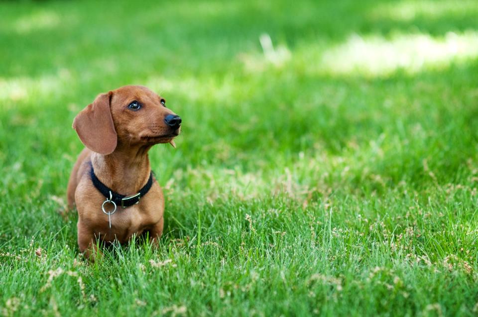 Dachshund