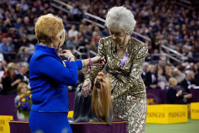 La jueza de juguetes Sharon Newcomb examina al terrier de Yorkshire “Promise Key-Per de Karma” en el concurso del grupo de juguetes durante el 143º concurso Westminster Kennel Club Dog celebrado en el Madison Square Garden de Nueva York el 11 de febrero de 2019 (Foto: Caitlin Ochs / Reuters).