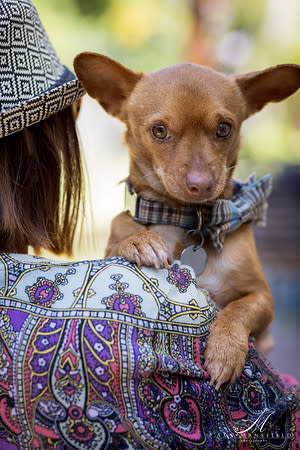 Bumble catches a ride from a volunteer with Lionel’s Legacy Senior Dog Rescue in San Diego, California. (Amy Mansfield / Amy Mansfield Photography)