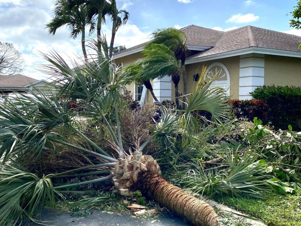 Tree fallen down in Fort Meyers