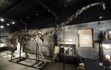 A diplodocus skeleton named "Misty" is seen at Summers Place Auctions in Billingshurst, southern England November 25, 2013. REUTERS/Luke MacGregor