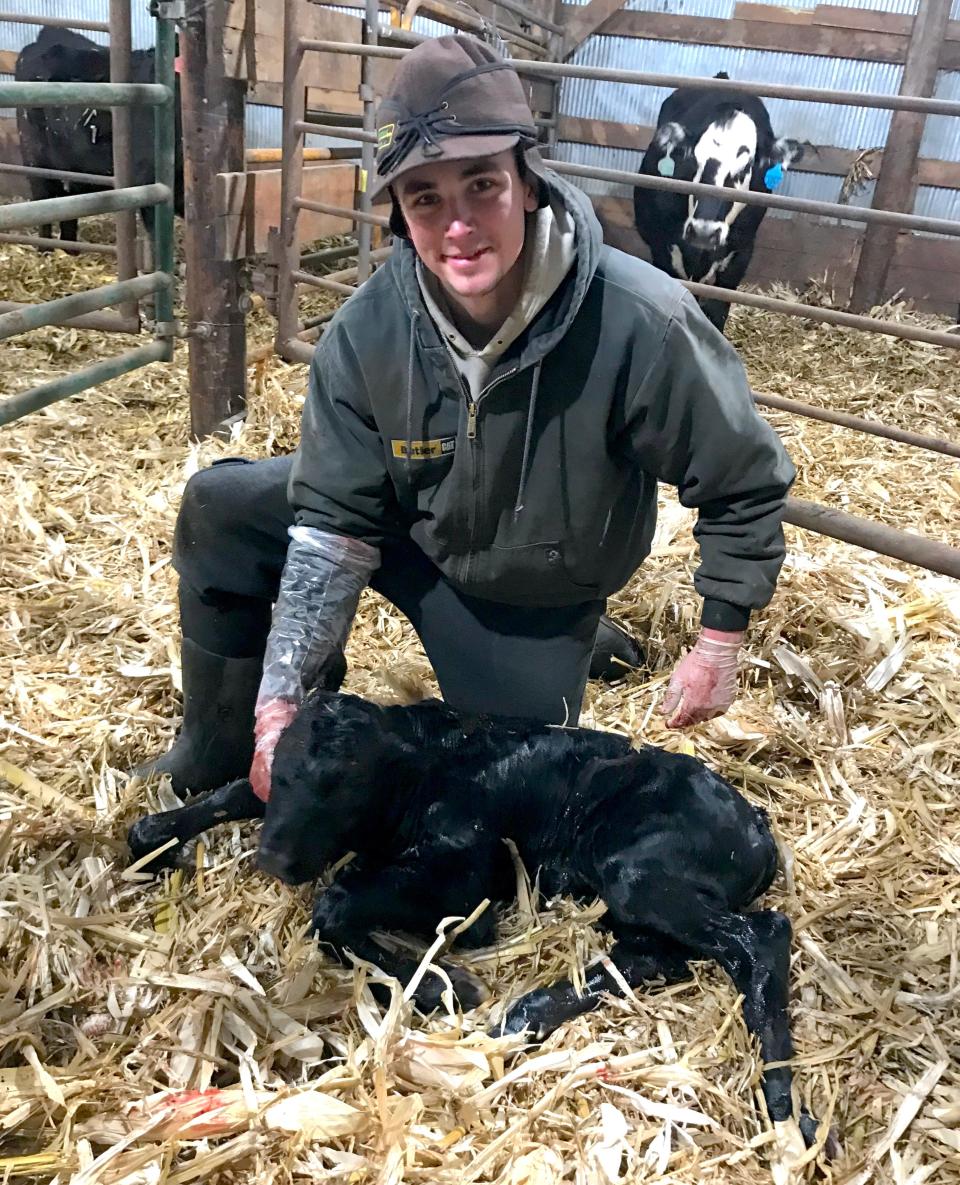 Lake Area Technical College student Josh Hoffman manages the cattle and calving side of his family's generational farm. He's from the Leola area.