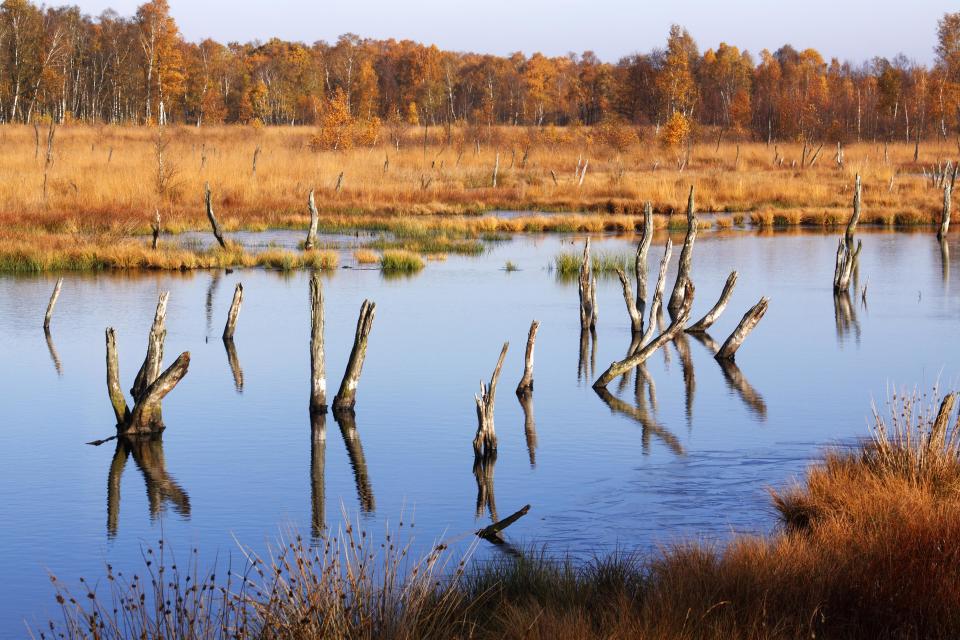 Ein Teil des über Jahrzehnte abgetorften Wittmoors wurde erfolgreich wieder vernässt (Bild: Getty Images)