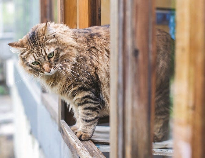 Don’t test a cat’s ability to land on their feet. Keep windows closed or securely screened.