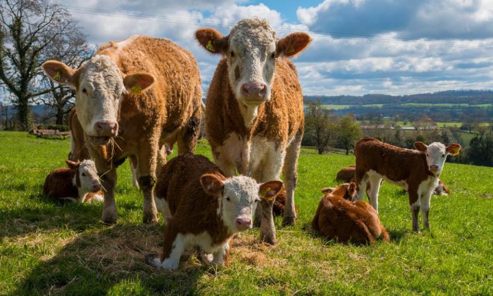 <span>Photograph: John Hayward/Alamy Stock Photo</span>