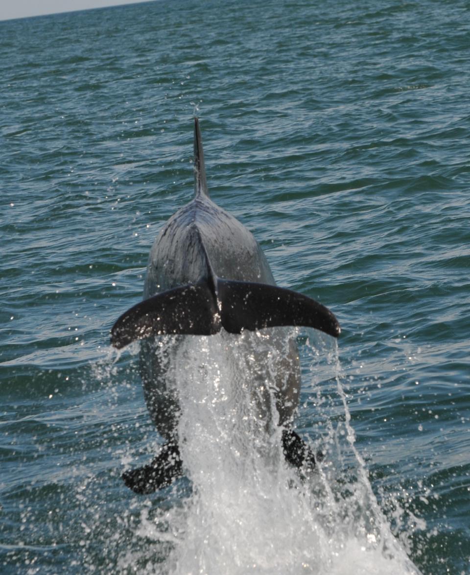 Spot seals, dolphins and razor bills on a Scottish sea safariStonehaven