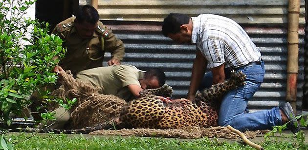 Leopard mauls 13. Photo: AAP