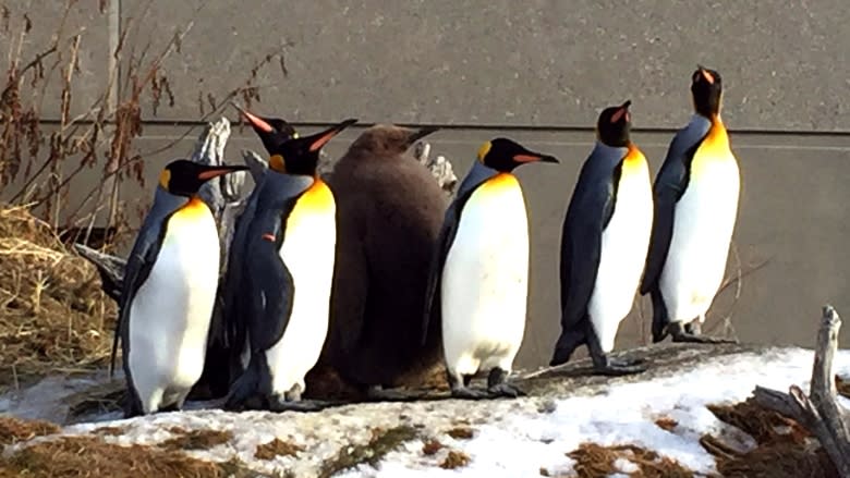 Nero the fluffy penguin prepares for his awkward phase