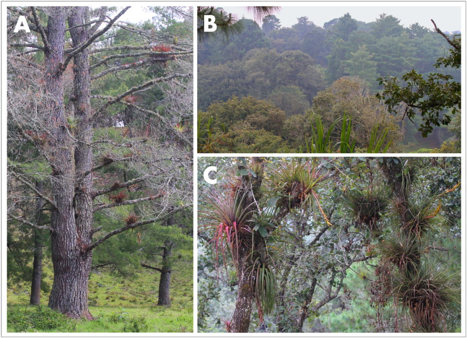 The habitat of Abronia cunemica, or the Coapilla arboreal alligator lizard.