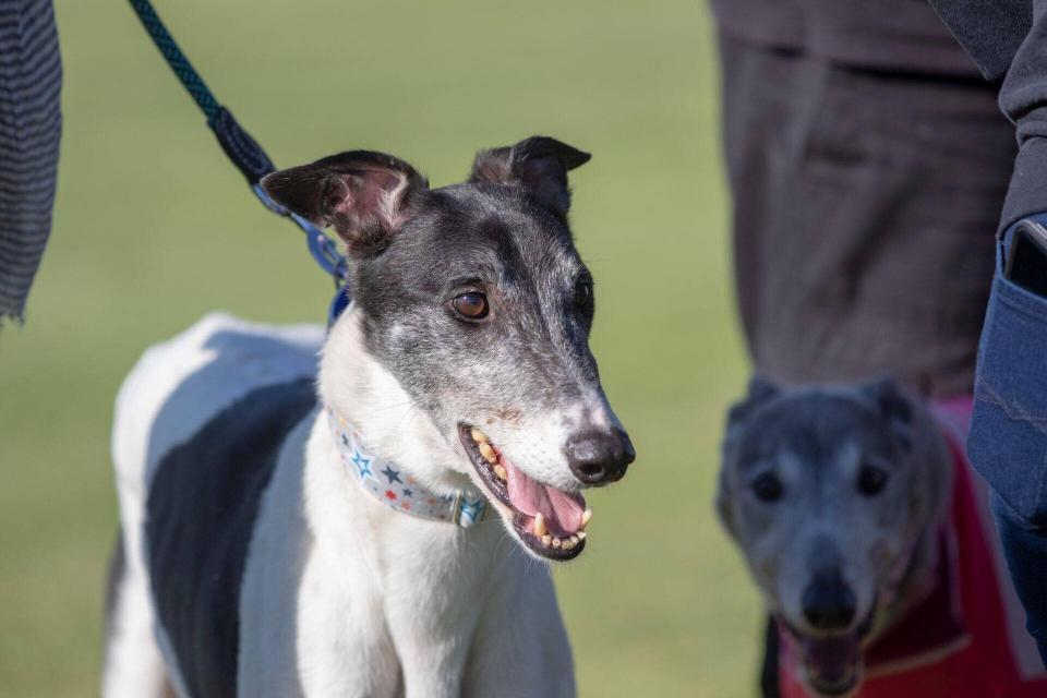 Famous Dog pictured looking happy after leaving quarantine on Friday with the four other ex-Canidrome dogs.