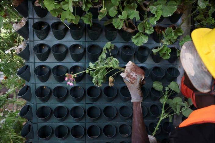 A worker plants flowers under the newly constructed Nairobi expressway.