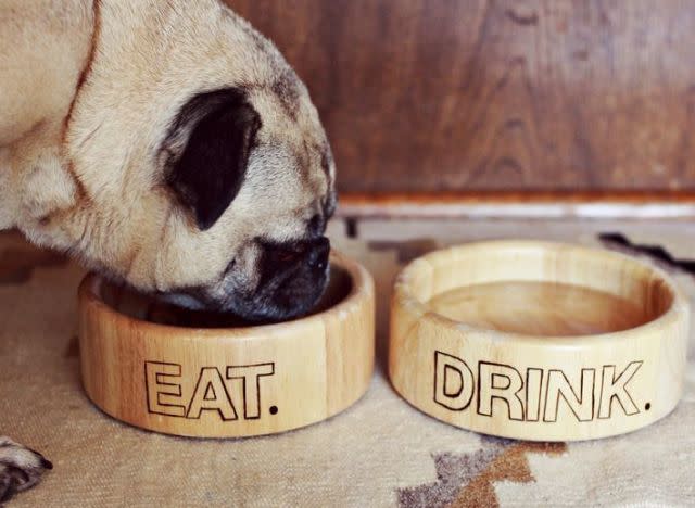 craft of the day pet dishes