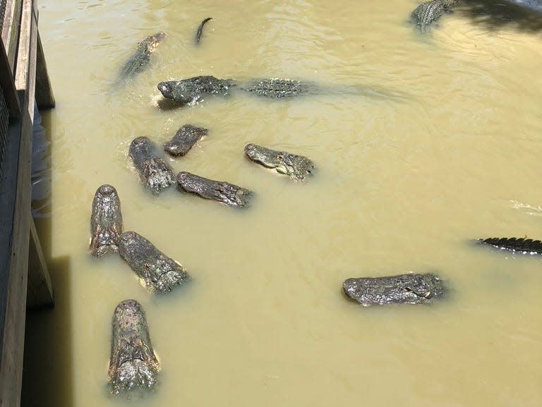 alligators swimming in florida waters
