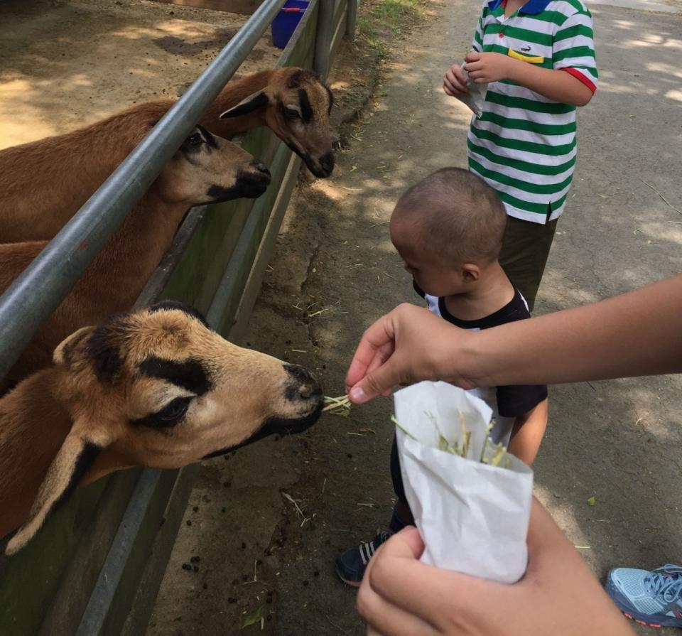 農場裡餵食動物的行為。（黃文伯 攝）