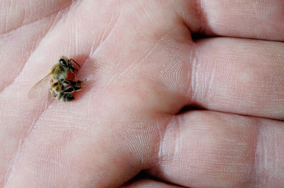 Bee death