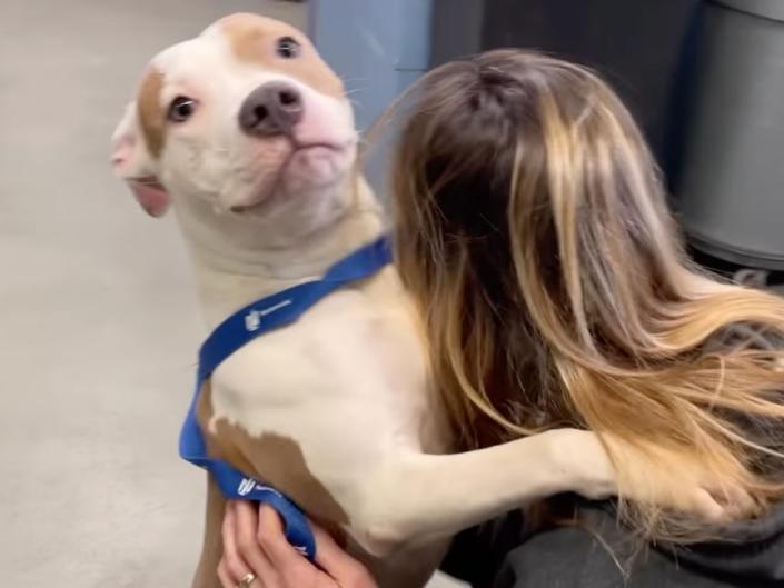 A dog was left at an airport in Iowa after an owner was told that he couldn’t be taken on the flight (Screenshot / Animal Rescue League of Iowa / Instagram)