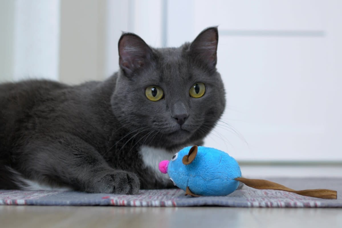 A grey cat with a toy mouse<p>I.K.Media via Shutterstock</p>