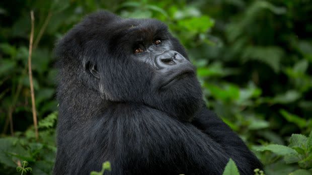 Rwanda Gorillas