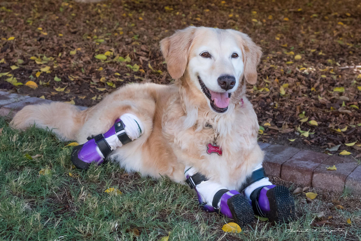 Golden Retriever Therapy Dog with Four Prosthetic Paws Can't Stop ...