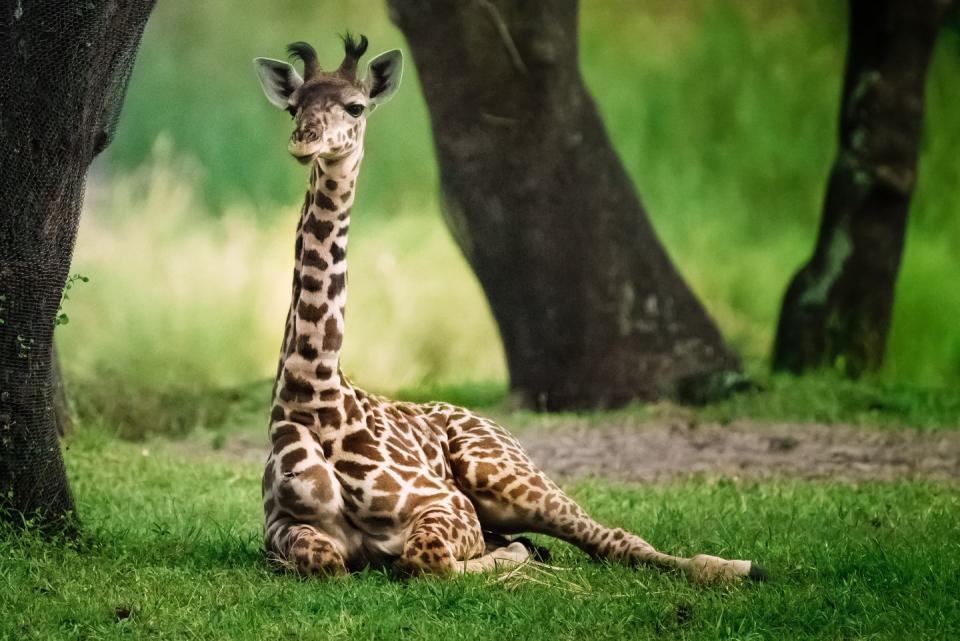 <p>Elsewhere at Kansas City Zoo, you can also tune in to watch their <strong>giraffe</strong> feeding on hay. </p><p><a class="link " href="https://www.kansascityzoo.org/ouranimals/list-of-animals/masai-giraffe/" rel="nofollow noopener" target="_blank" data-ylk="slk:WATCH NOW;elm:context_link;itc:0;sec:content-canvas">WATCH NOW</a></p>