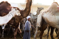 <p>A camel vendor leads his camel at the camel market in Birqash, Giza, 25 km,16 miles north of Cairo, Egypt, on August 26, 2016. (Photo: Fayed El-Geziry /NurPhoto via Getty Images)</p>