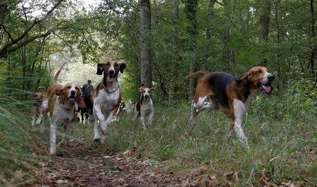 Pack of hounds are seen during a roe dear-hunt on horseback in the Chantilly royal estate forest, north of Paris, France, October 12, 2016. Picture taken October 12, 2016. REUTERS/Jacky Naegelen