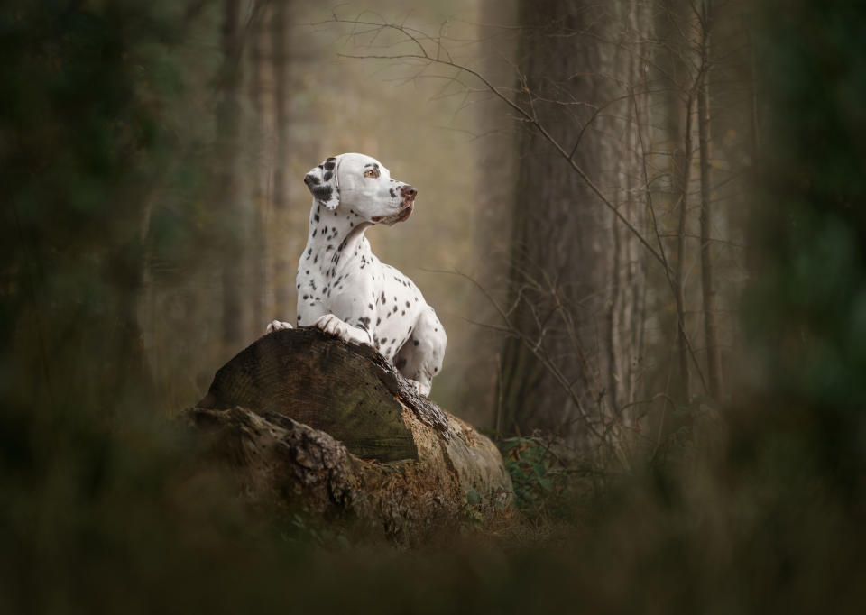 Photograph titled ‘Django in Allerthorpe Woods’, Yorkshire. Photographed by Jess McGovern