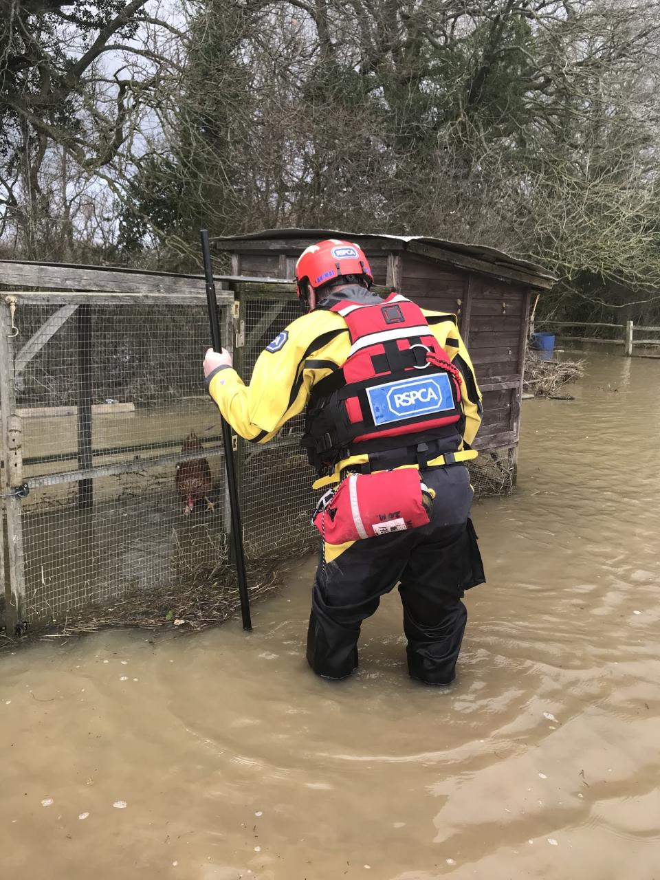 The team saved six chickens which were from their flooded coups in Surrey (RSPCA/PA)