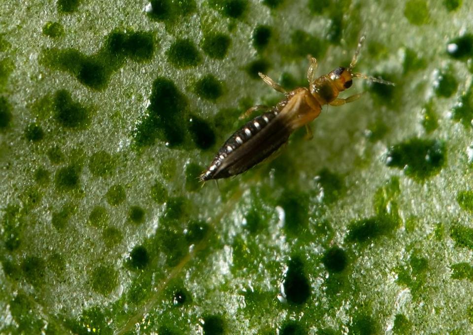 A close up of an invasive thrips parvispinus insect feeding on a bean leaf.