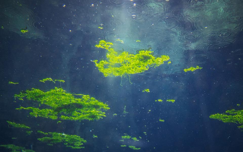 Algae blooms have become more widespread as the oceans warm, producing toxins that are ingested by small fish, which in turn are eaten by marine mammals - Faba-Photograhpy 