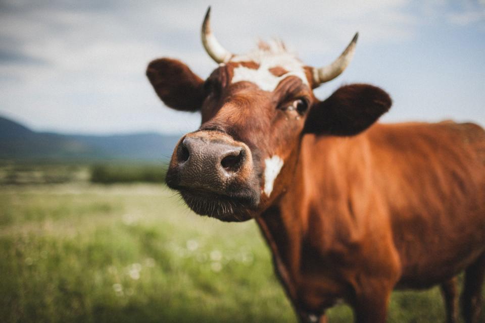 funny portrait of cow close up