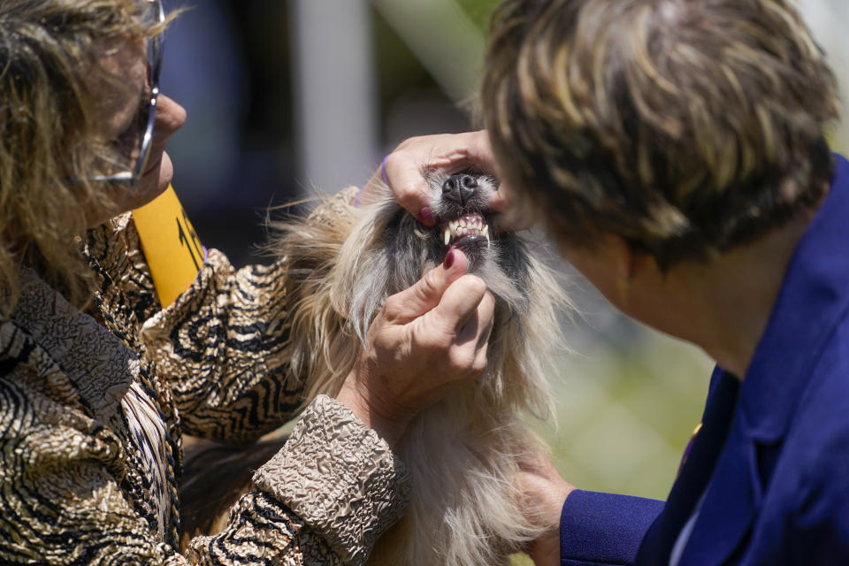 A judge inspects a Pyrenean sheepdog during competition in the 146th Westminster Kennel Club Dog show, Monday, June 20, 2022, in Tarrytown, N.Y. (AP Photo/Mary Altaffer)