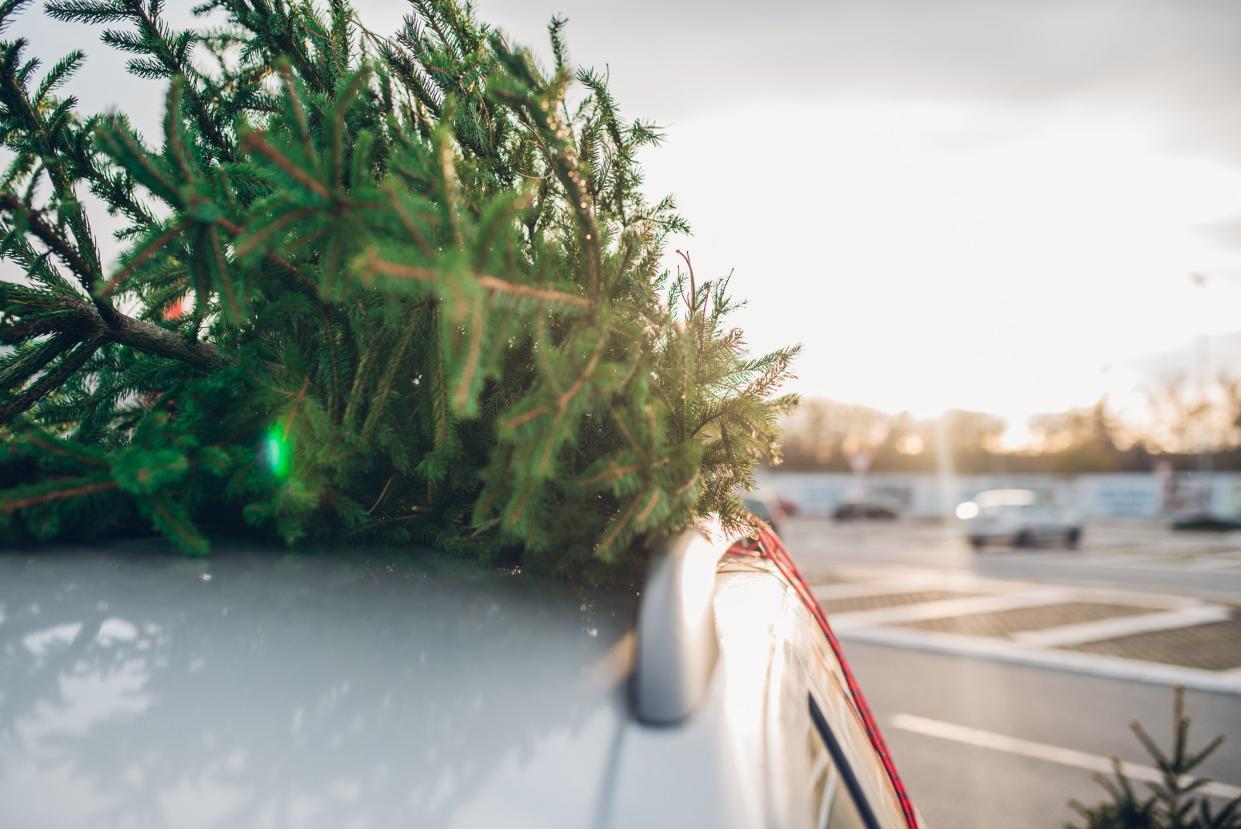 New Christmas tree tied to a car