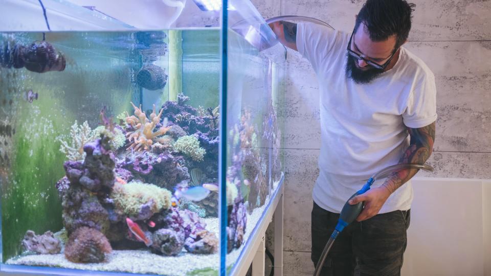 Bearded man cleaning reef tank.