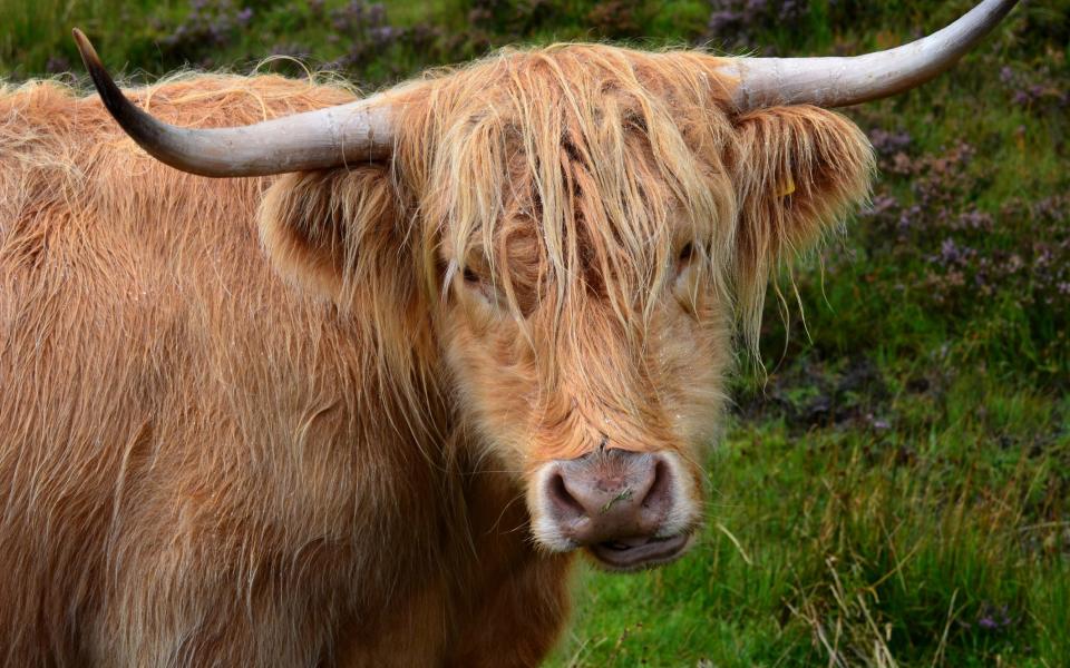 In Duirinish, you might literally stumble into an awesomely-horned Highland Cow - Getty 